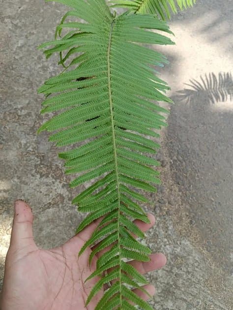 Monkey Tail Fern (Cibotium Barometz) — Others for sale on Inflos