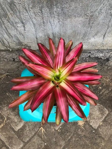 Bromelia Picolo — Others for sale on Inflos