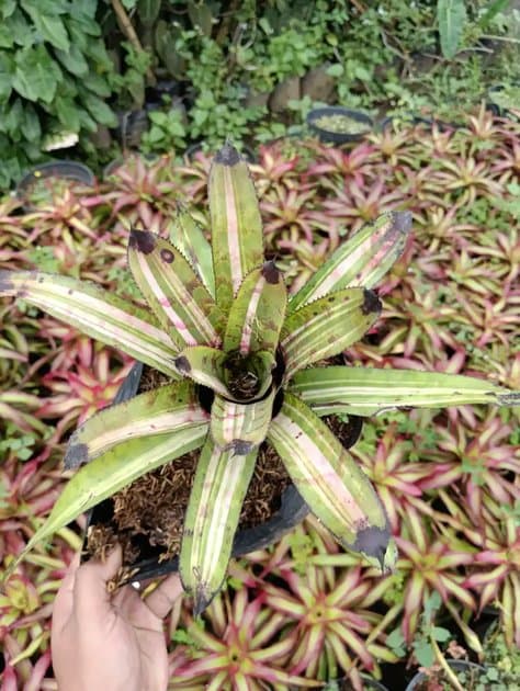 Bromellia Bareroots — Others for sale on Inflos