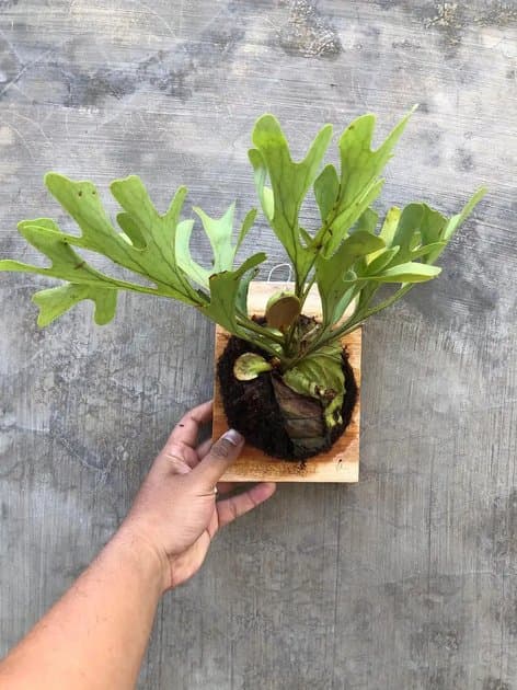 Platycerium Ridleyi Wild — Platycerium for sale on Inflos