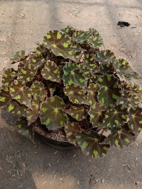 Begonia Bowerea — Begonias for sale on Inflos