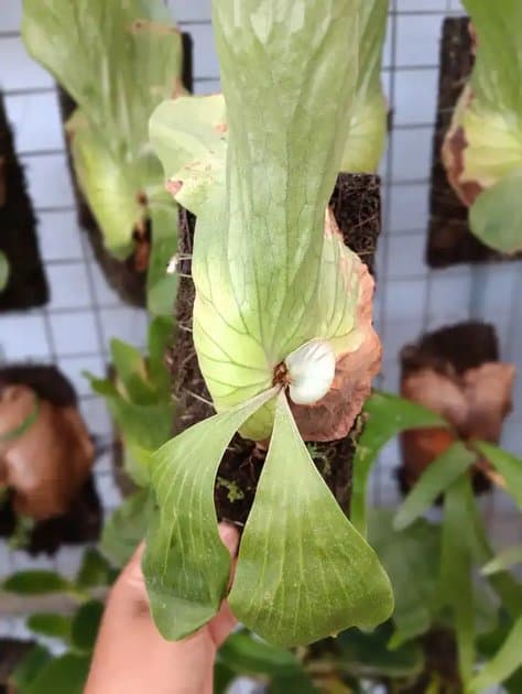 Platycerium Elephantosis — Platycerium for sale on Inflos