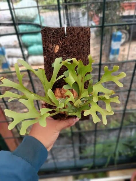 Platycerium Ridleyi — Platycerium for sale on Inflos