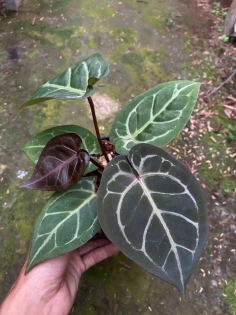 Anthurium Red Hoffmanii x Michelle — Anthuriums for sale on Inflos