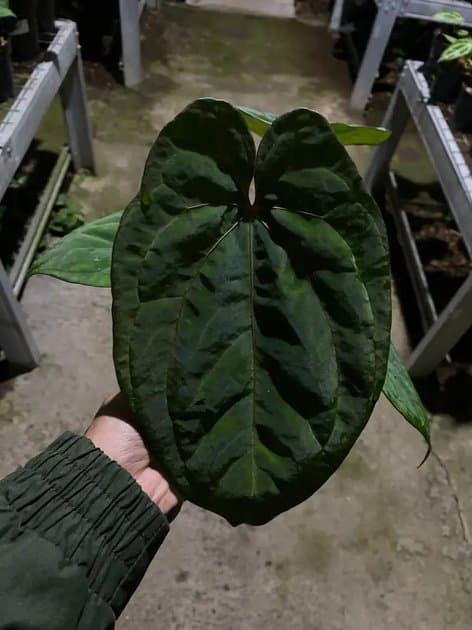 Anthurium Ace Of Spades Indotipe x Red Spider — Anthuriums for sale on Inflos