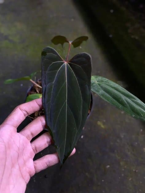 Anthurium Papillilaminum x One — Anthuriums for sale on Inflos