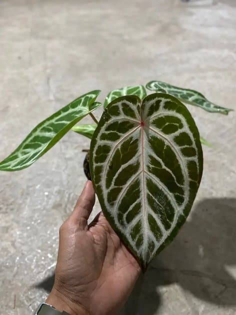Anthurium Silver Blush x Red Tezula — Anthuriums for sale on Inflos