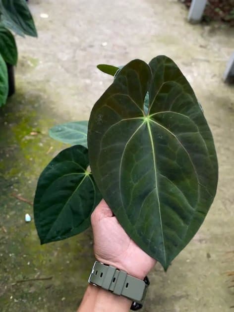 Anthurium Dark Phoenix x Liberty — Anthuriums for sale on Inflos