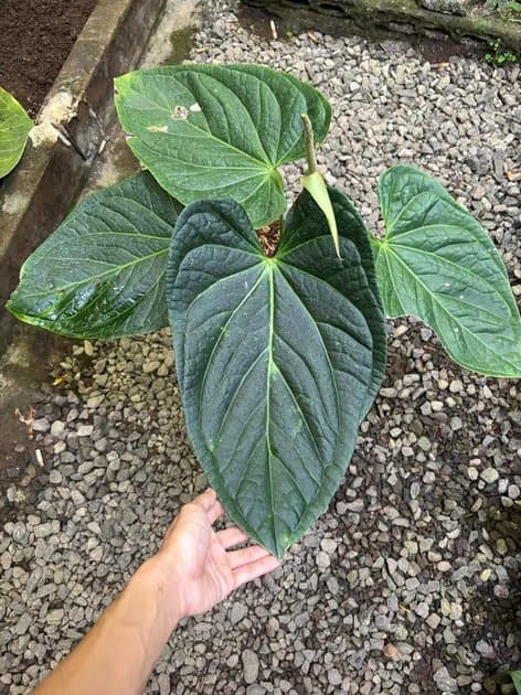 Anthurium Papillilaminum x Luxurian — Anthuriums for sale on Inflos