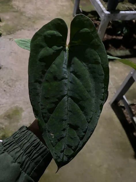 Anthurium Ace Of Spades Indotipe Dark Form — Anthuriums for sale on Inflos