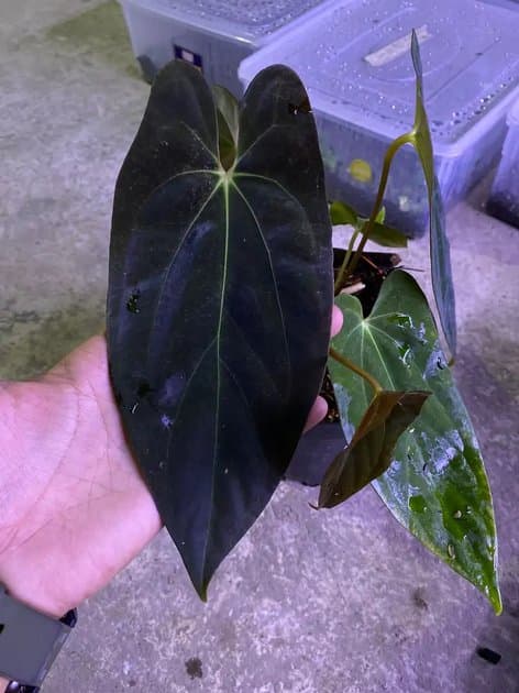 Anthurium Fortsherman x Goliath — Anthuriums for sale on Inflos