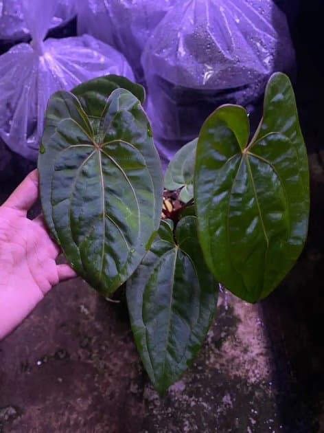 Anthurium Papillilaminum x One x Dark Phoenix — Anthuriums for sale on Inflos