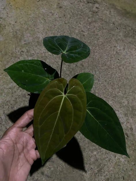 Anthurium Liberty — Anthuriums for sale on Inflos