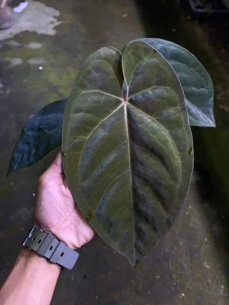 Anthurium Goliath x Liberty — Anthuriums for sale on Inflos