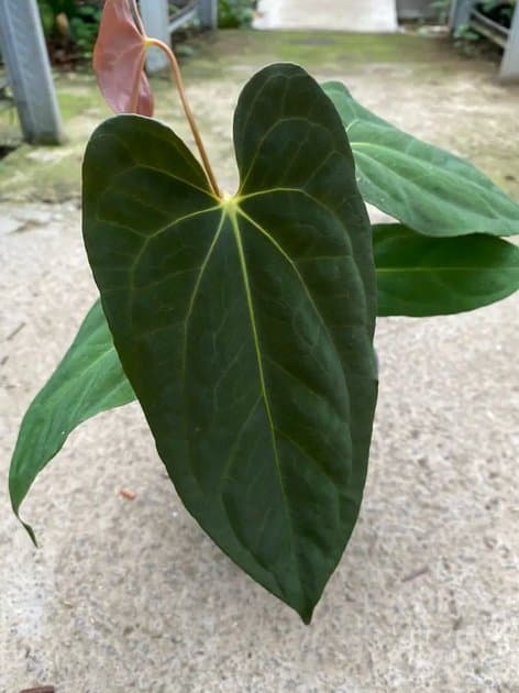 Anthurium Bvit x Papillilaminum x One — Anthuriums for sale on Inflos