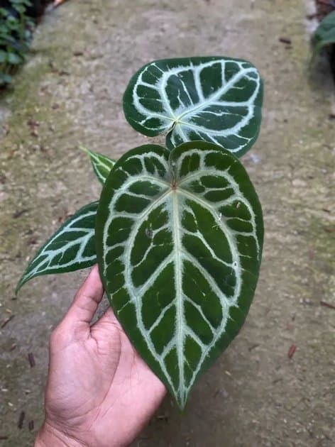 Anthurium Silver Blush x Red Tiger — Anthuriums for sale on Inflos
