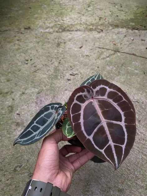 Anthurium Michelle x Michelle — Anthuriums for sale on Inflos