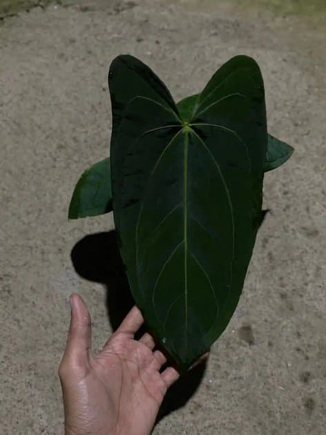 Anthurium Papillilaminum Fortsherman — Anthuriums for sale on Inflos