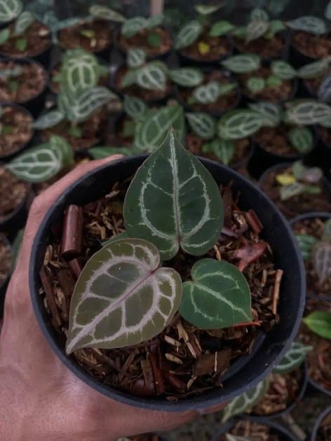 Anthurium Red Tiger Purple — Anthuriums for sale on Inflos