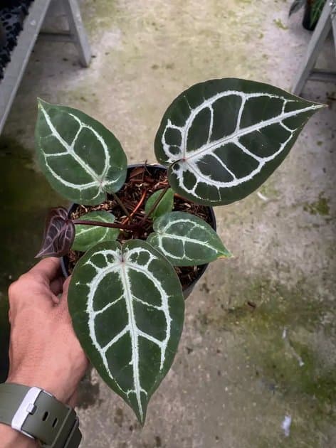 Anthurium Red Tiger — Anthuriums for sale on Inflos