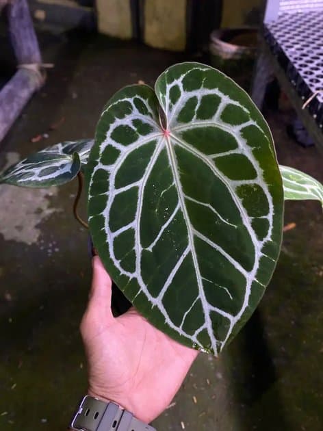 Anthurium Minahasa x Red Crystallinum NSE — Anthuriums for sale on Inflos