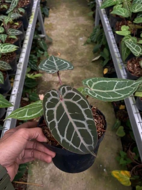 Anthurium Magni Red x Red Crystallinum — Anthuriums for sale on Inflos