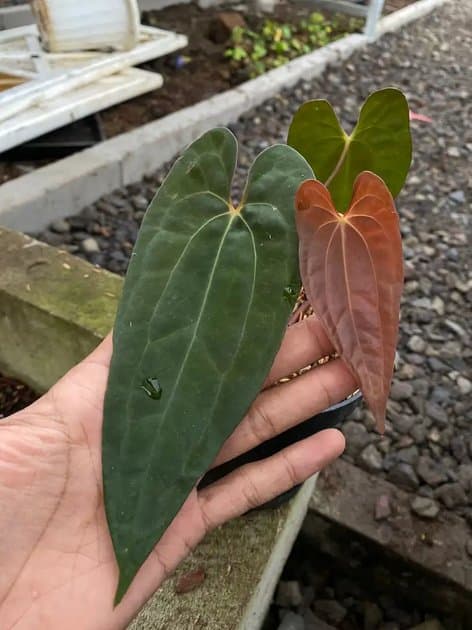Anthurium RVDP Mutation — Anthuriums for sale on Inflos