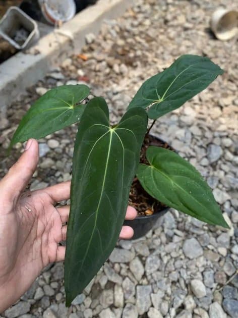 Anthurium Blue Papillilaminum x Fortsherman — Anthuriums for sale on Inflos