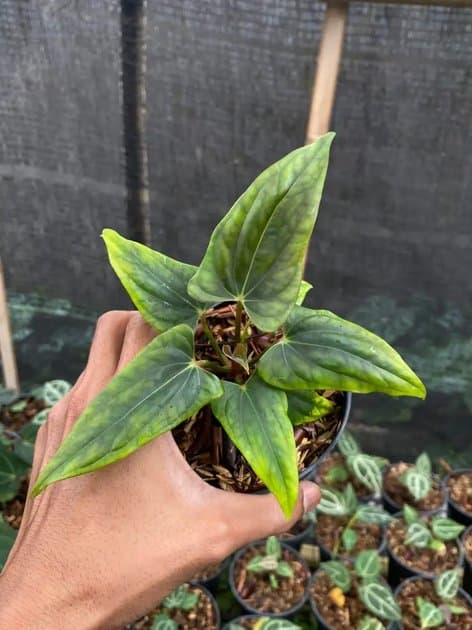 Anthurium RVDP Mutasi — Anthuriums for sale on Inflos