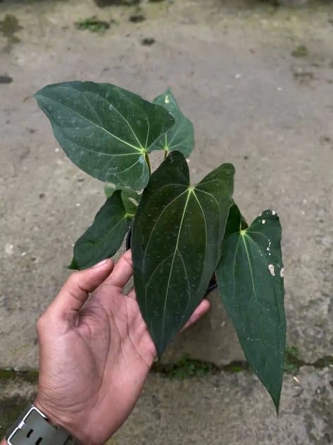 Anthurium Papillilaminum Fortsherman — Anthuriums for sale on Inflos