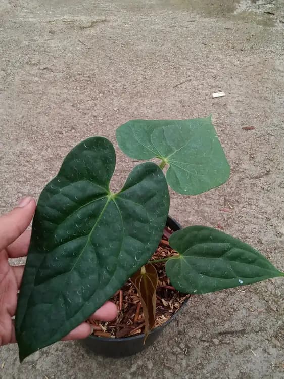 Anthurium Papillilaminum Fortsherman x Luxurians — Anthuriums for sale on Inflos
