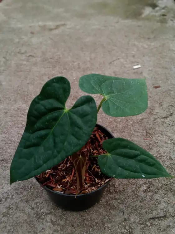 Anthurium Papillilaminum Fortsherman x Luxurians — Anthuriums for sale on Inflos