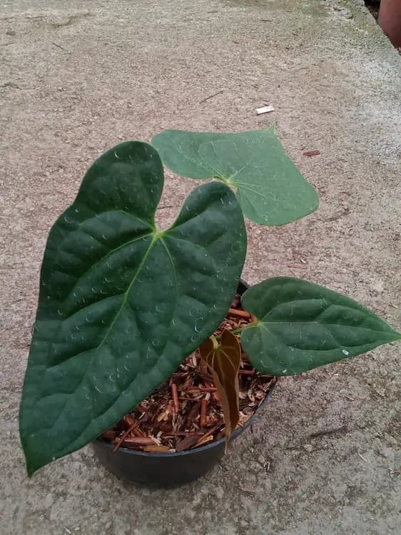 Anthurium Papillilaminum Fortsherman x Luxurians — Anthuriums for sale on Inflos