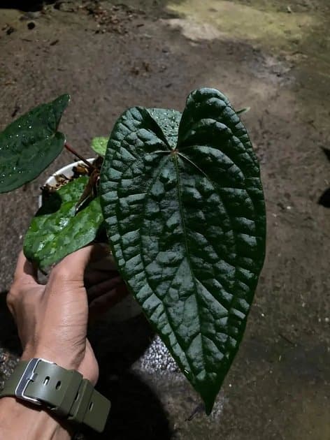 Anthurium RVDP x Luxurian Ecuador — Anthuriums for sale on Inflos