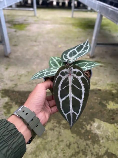 Anthurium Red Crystallinum NSE x Red Tiger — Anthuriums for sale on Inflos