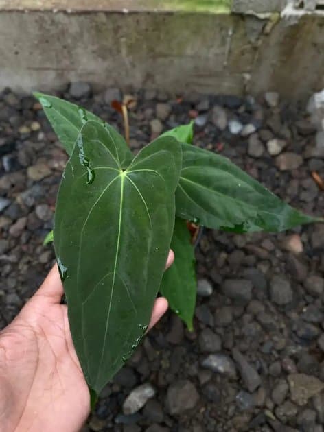 Anthurium Fortsherman — Anthuriums for sale on Inflos