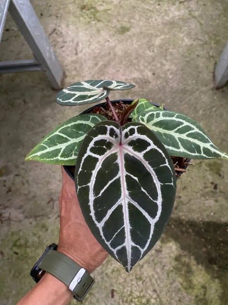 Anthurium Kos Rc x Michelle — Anthuriums for sale on Inflos