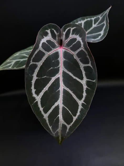 Michelle x Angel Dream — Anthuriums for sale on Inflos