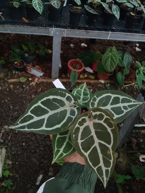 Anthurium Crystallinum NSE — Anthuriums for sale on Inflos