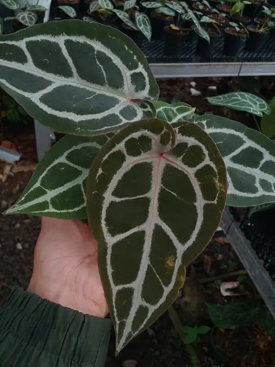 Anthurium Crystallinum NSE — Anthuriums for sale on Inflos