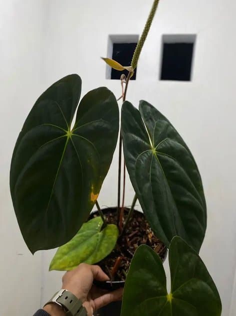 Anthurium Papillilaminum Liberty — Anthuriums for sale on Inflos