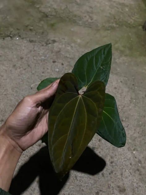 Anthurium Papillilaminum x One x RVDP — Anthuriums for sale on Inflos