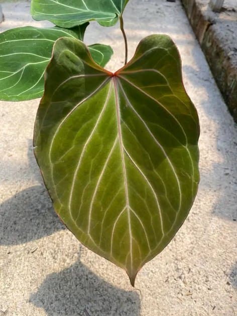 Anthurium King Of Spades Red — Anthuriums for sale on Inflos