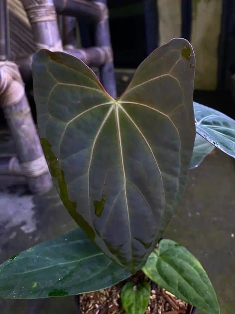 Anthurium Papillilaminum x One x Black Sweet — Anthuriums for sale on Inflos