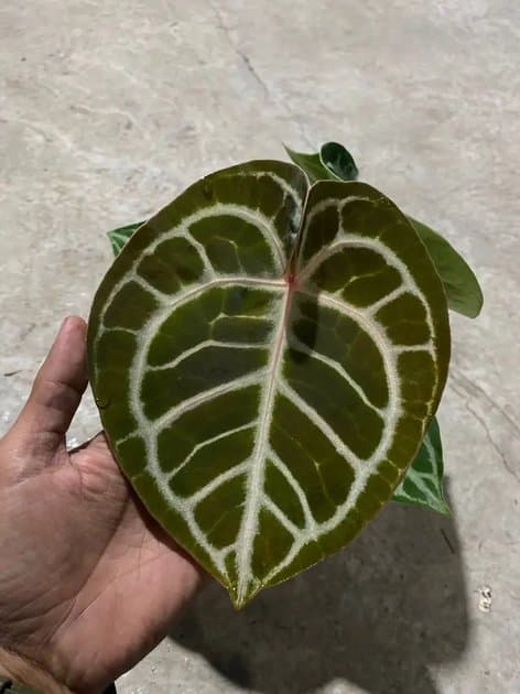 Anthurium Dorayaki x Red Tiger — Anthuriums for sale on Inflos