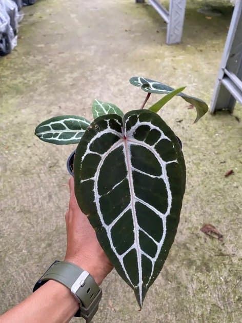 Anthurium Red Tiger — Anthuriums for sale on Inflos