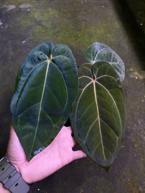 Anthurium Dressleri x Goliath — Anthuriums for sale on Inflos