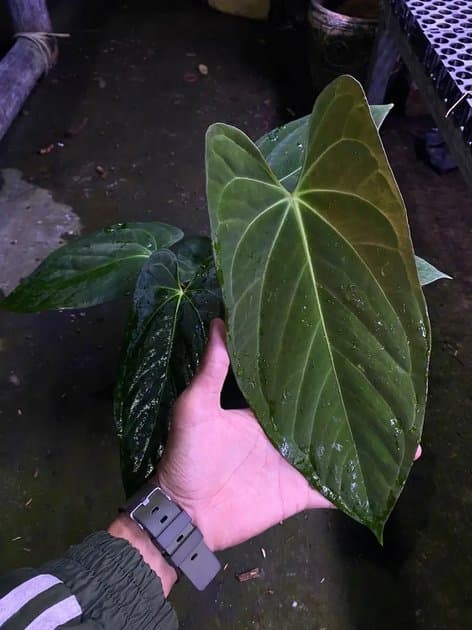 Anthurium Goliath x Papillilaminum Twilight — Anthuriums for sale on Inflos