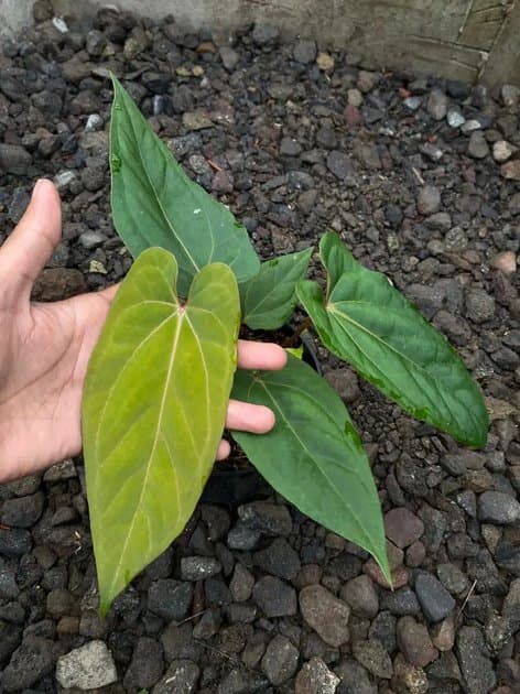 Anthurium Papillilaminum x One x Red Spider — Anthuriums for sale on Inflos