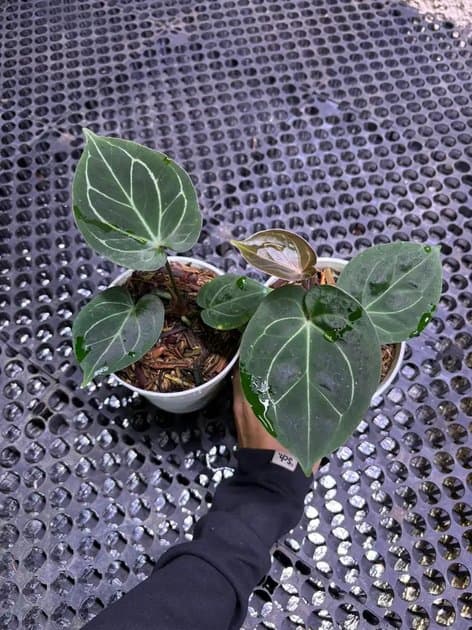Anthurium King Of Spades — Anthuriums for sale on Inflos